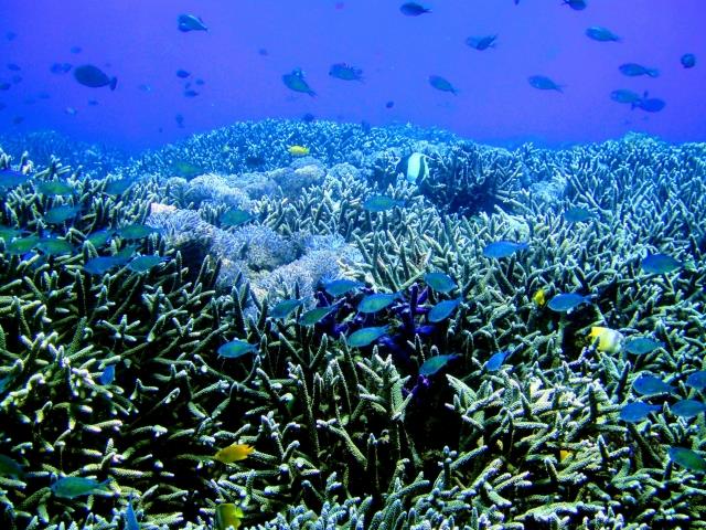 サンゴ礁の画像（画像はサンプルです）